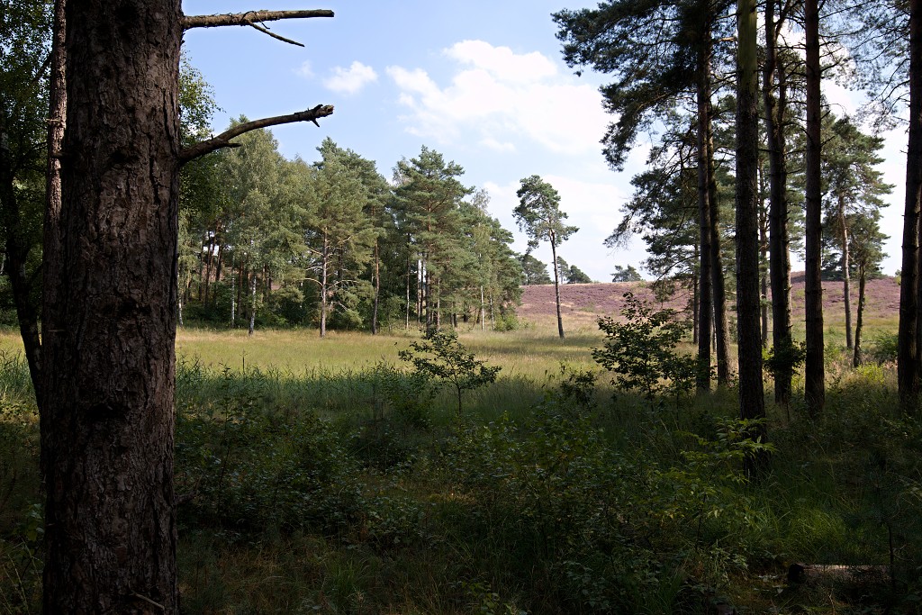 Brunssummerheide heide hei natuurgebied natuurmonumenten natuur recreatiegebied hdr limburg heidelandschap landschap sterrenwacht